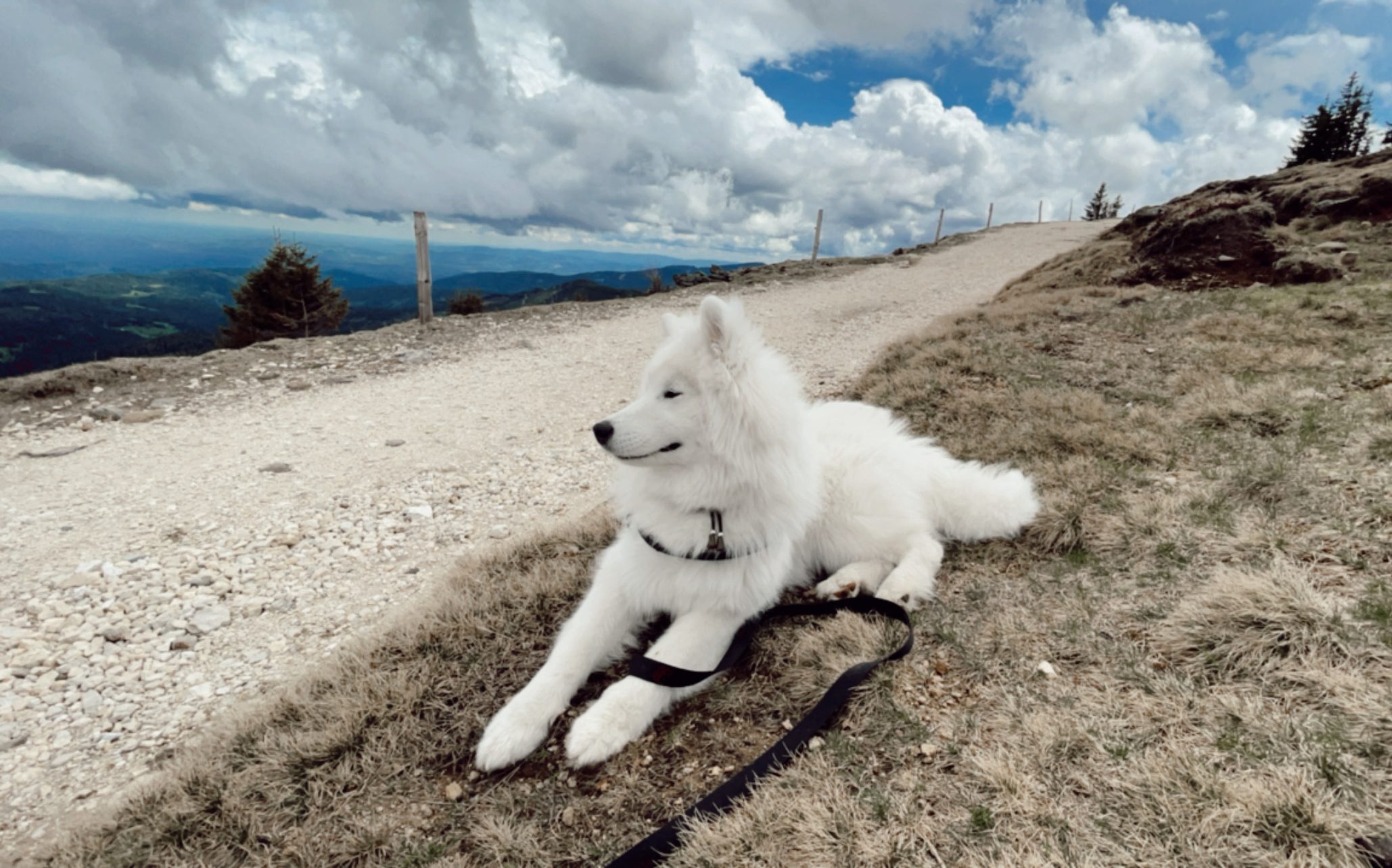 Wandern mit Hund – Einsteigertour auf der Weinebene