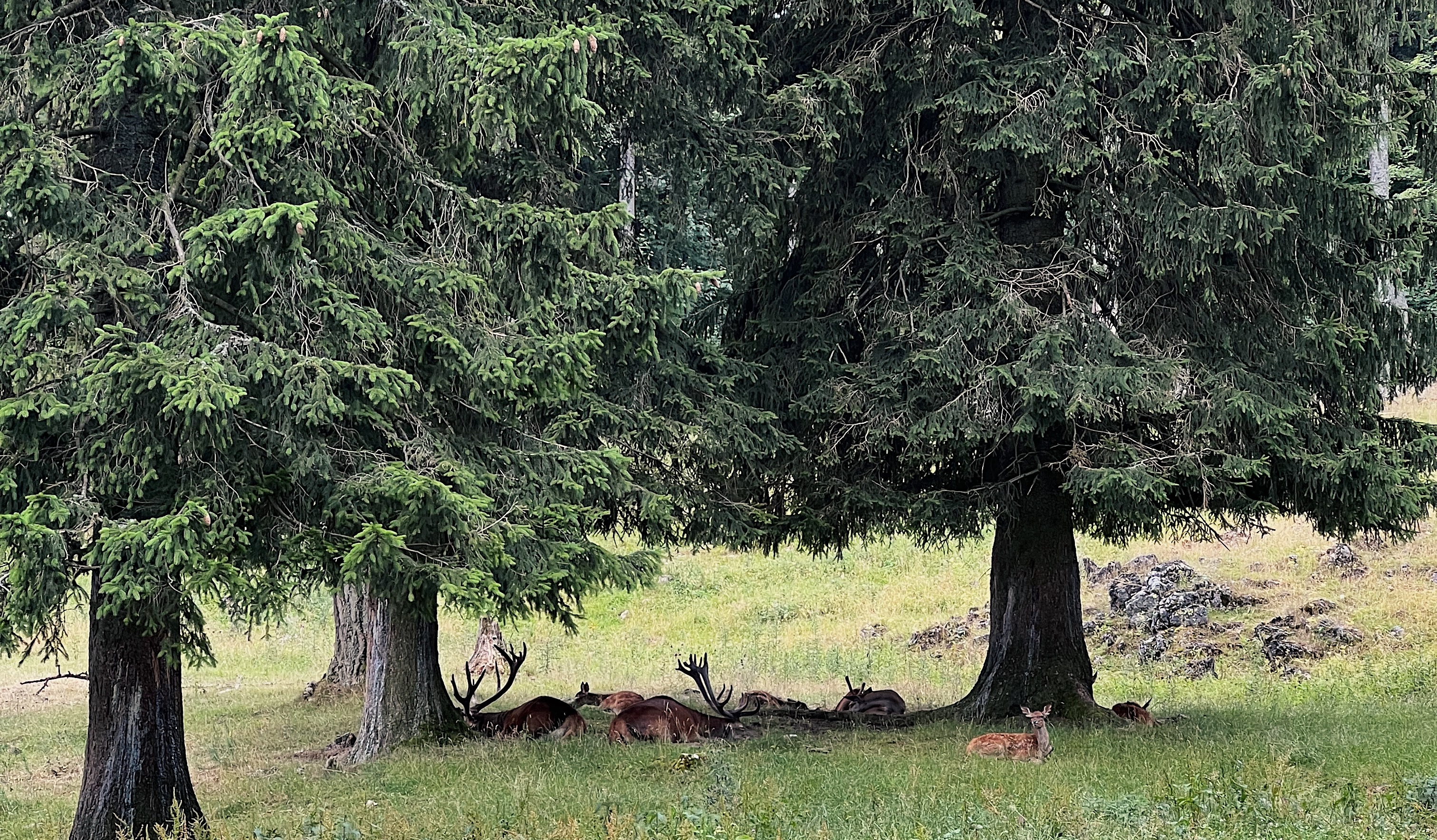 Wandern mit Hund – Einsteigertour Hohe Wand